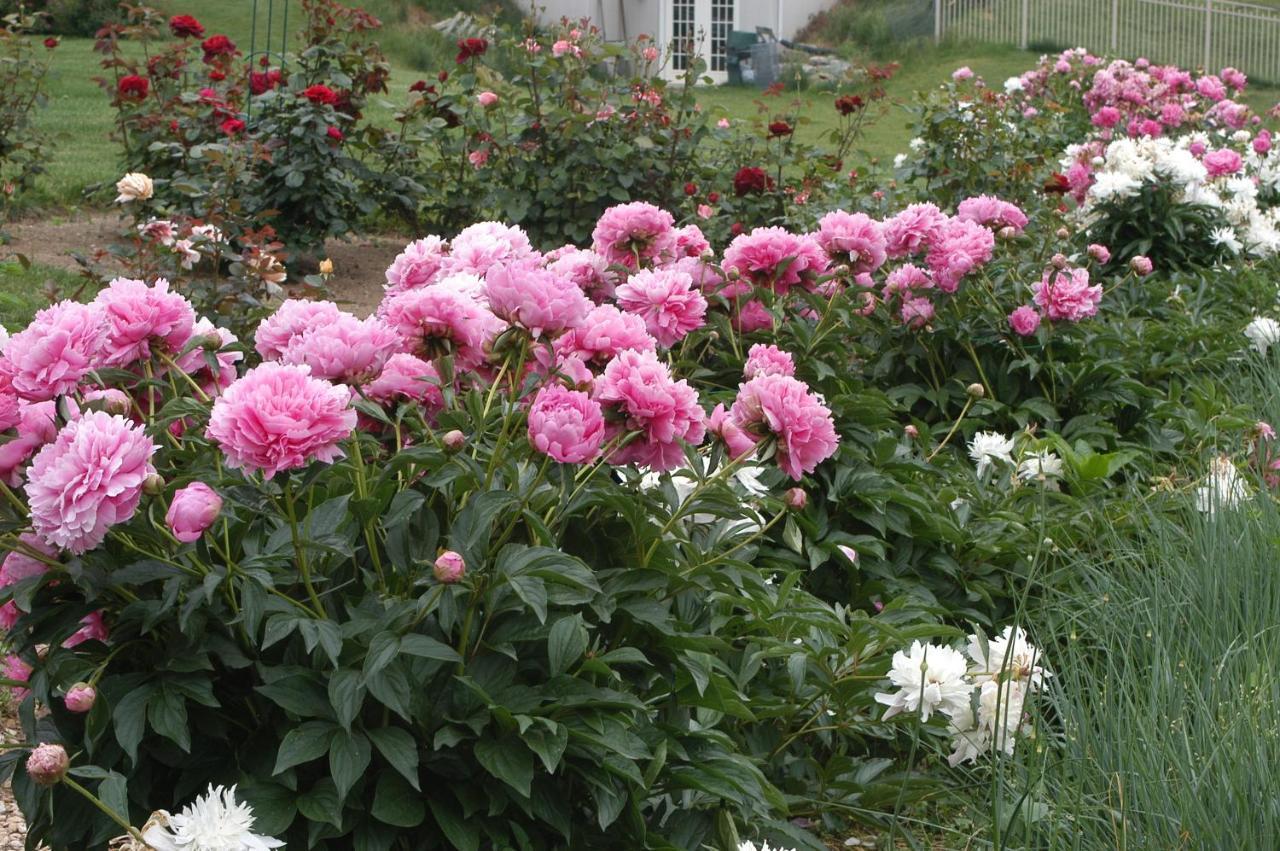 Annville Inn Bed & Breakfast المظهر الخارجي الصورة